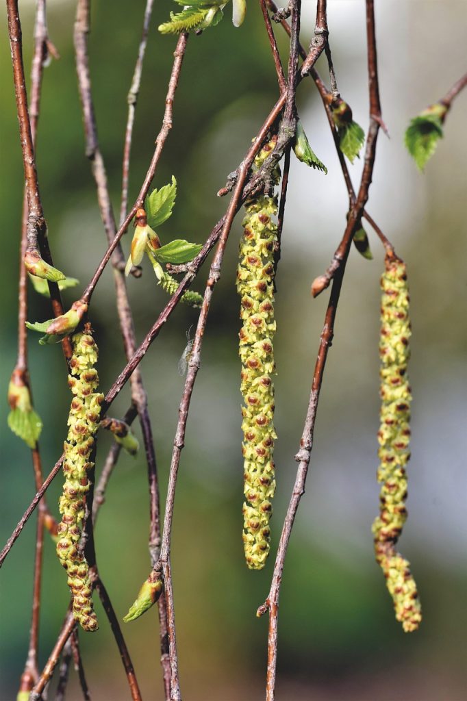 birch-seeds-birch-pollen-birch-5020303 birch seeds, birch pollen, birch, branches, nature, leaves, birch leaf, deciduous tree, tree, spring, allergy, pollen allergy