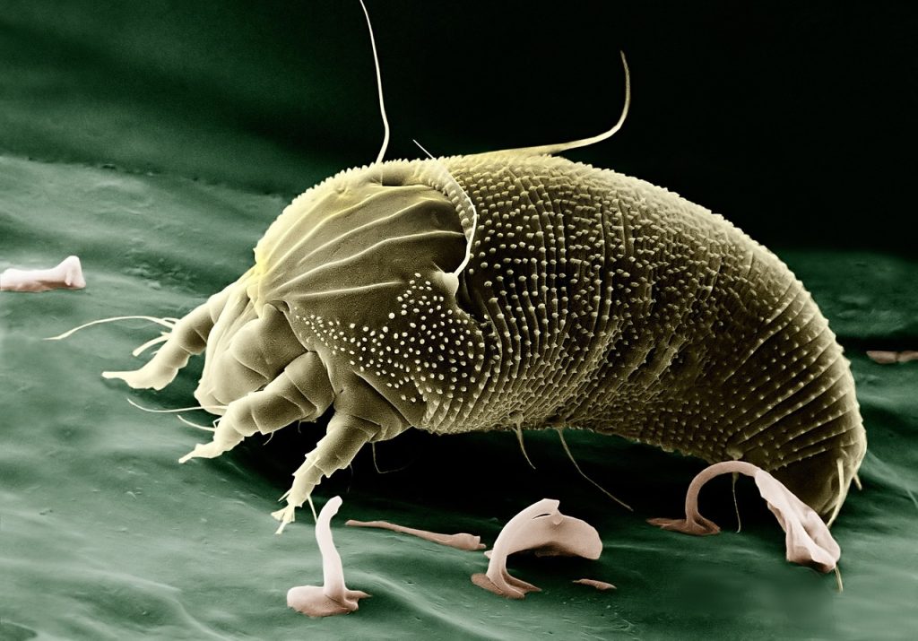 mite, aceria anthocoptes, acari, arachnid, spider, electron microscope, eriophyidae, electron micrograph, enlarged, electron microscopy, science, allergy, allergen, krankheitenserreger, infection, disease, mite, mite, spider, spider, science, science, science, science, science, allergy, disease